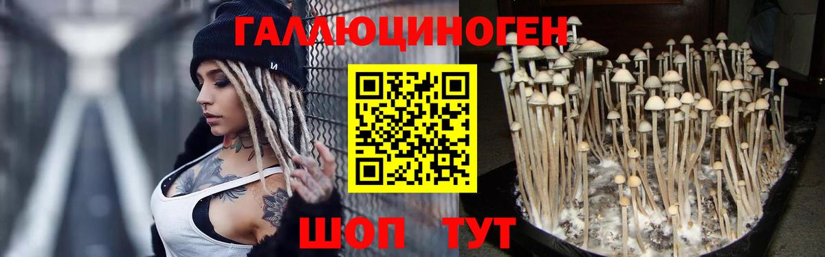 Городец  купить наркотики сайты  Вход с VPN  Псилоцибиновые грибы Psilocybe 